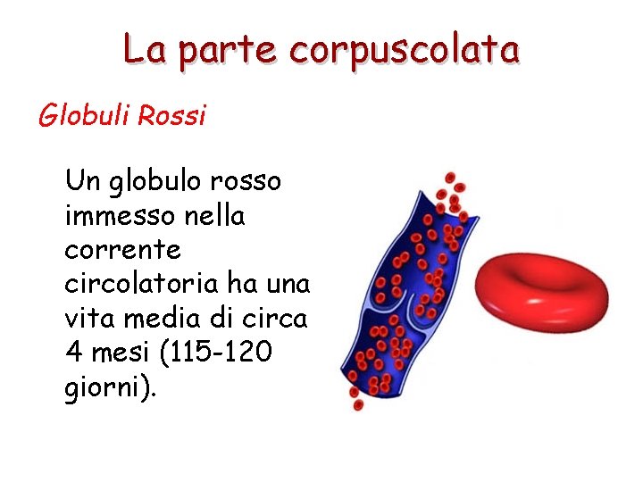 La parte corpuscolata Globuli Rossi Un globulo rosso immesso nella corrente circolatoria ha una