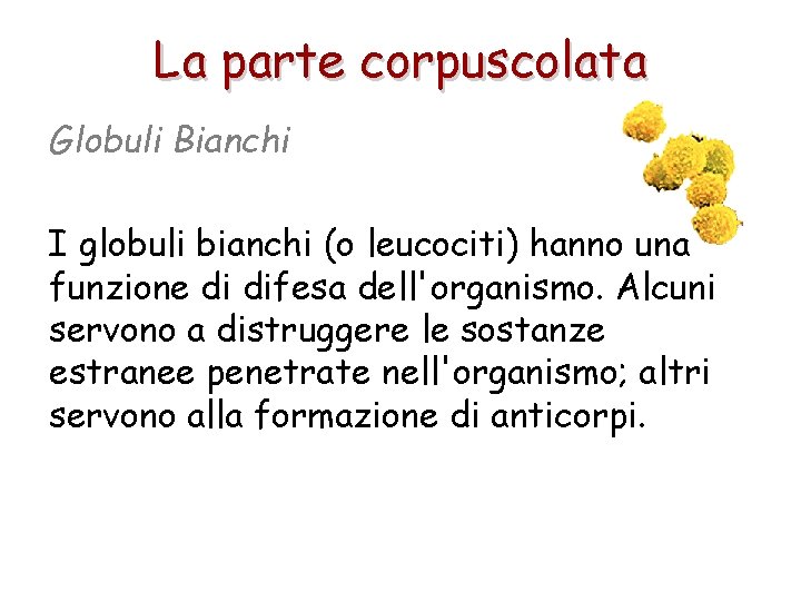 La parte corpuscolata Globuli Bianchi I globuli bianchi (o leucociti) hanno una funzione di