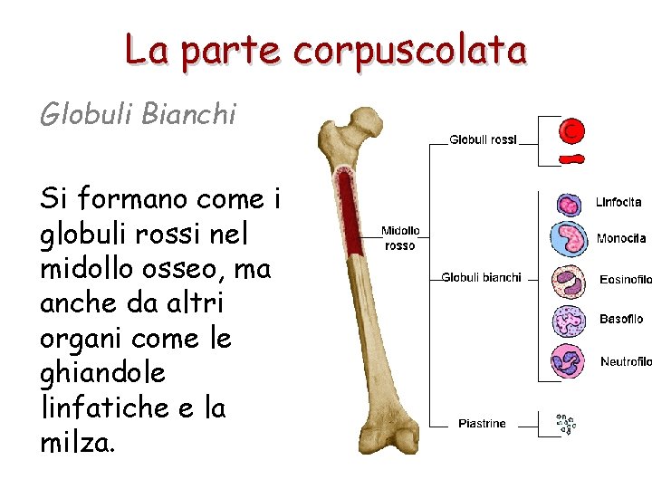 La parte corpuscolata Globuli Bianchi Si formano come i globuli rossi nel midollo osseo,