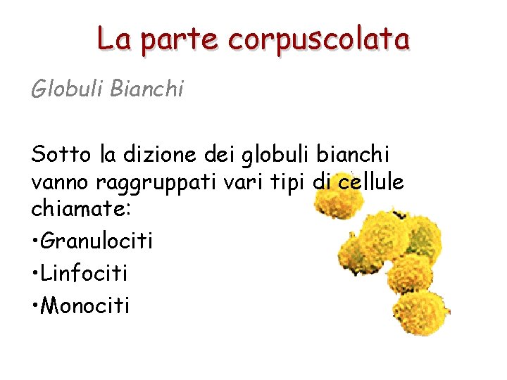 La parte corpuscolata Globuli Bianchi Sotto la dizione dei globuli bianchi vanno raggruppati vari