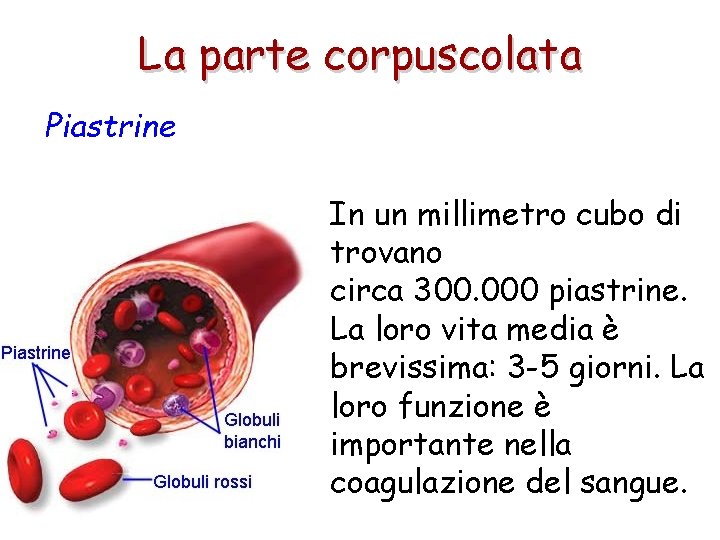 La parte corpuscolata Piastrine In un millimetro cubo di trovano circa 300. 000 piastrine.