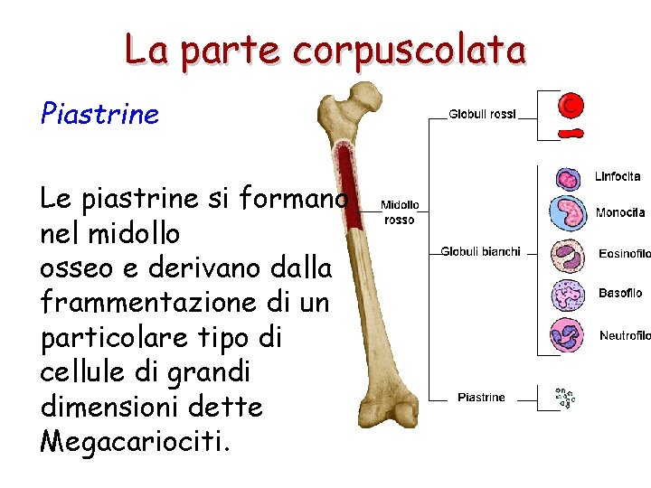 La parte corpuscolata Piastrine Le piastrine si formano nel midollo osseo e derivano dalla