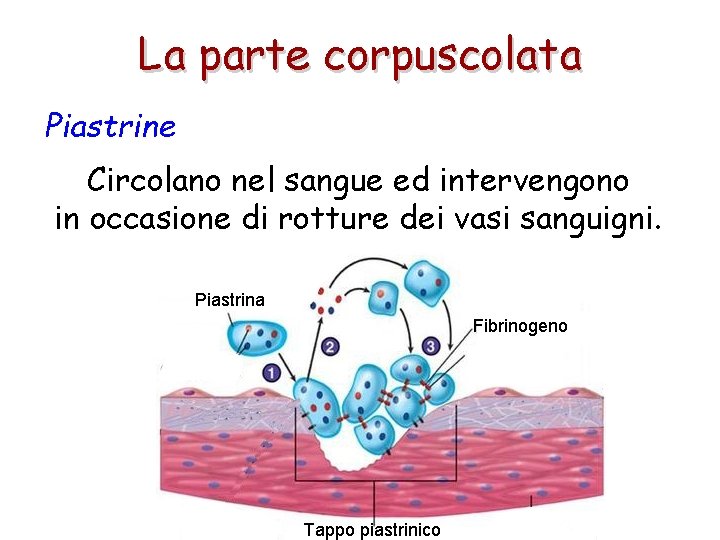 La parte corpuscolata Piastrine Circolano nel sangue ed intervengono in occasione di rotture dei