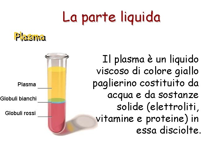 La parte liquida Plasma Il plasma è un liquido viscoso di colore giallo paglierino