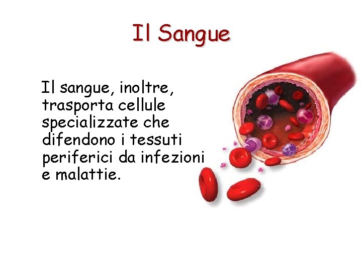 Il Sangue Il sangue, inoltre, trasporta cellule specializzate che difendono i tessuti periferici da