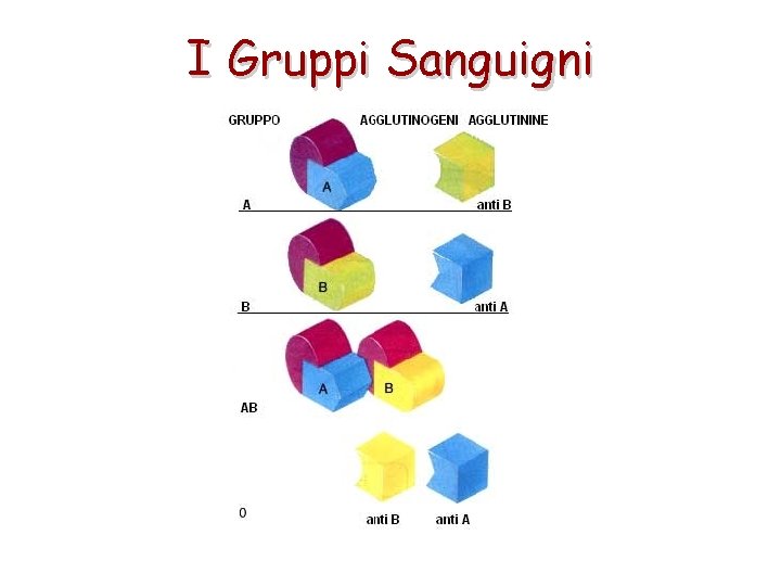 I Gruppi Sanguigni 