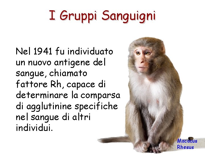 I Gruppi Sanguigni Nel 1941 fu individuato un nuovo antigene del sangue, chiamato fattore