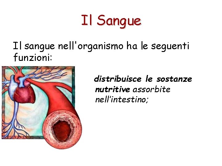 Il Sangue Il sangue nell'organismo ha le seguenti funzioni: distribuisce le sostanze nutritive assorbite