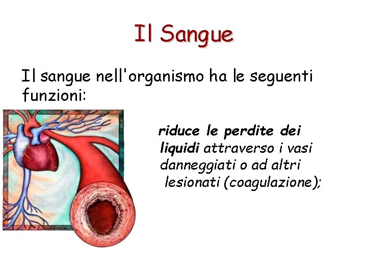 Il Sangue Il sangue nell'organismo ha le seguenti funzioni: riduce le perdite dei liquidi