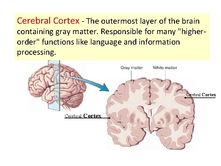 Cerebral Cortex - The outermost layer of the brain containing gray matter. Responsible for