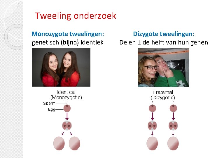 Tweeling onderzoek Monozygote tweelingen: genetisch (bijna) identiek Dizygote tweelingen: Delen ± de helft van