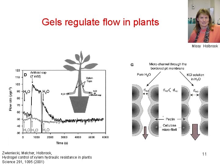 Gels regulate flow in plants Missy Holbrook Zwieniecki, Melcher, Holbrook, Hydrogel control of xylem