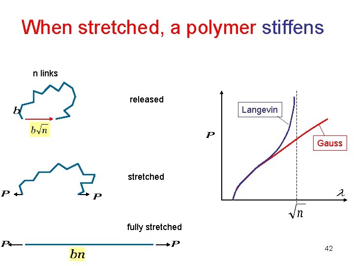 When stretched, a polymer stiffens n links released Langevin Gauss stretched fully stretched 42