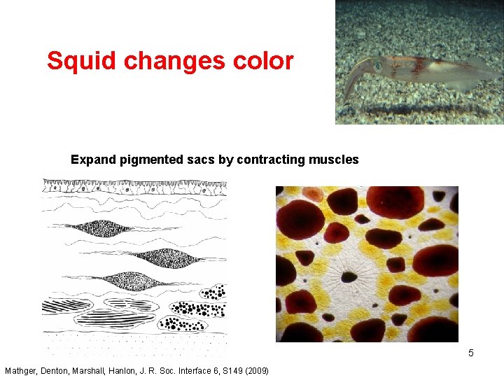Squid changes color Expand pigmented sacs by contracting muscles 5 Mathger, Denton, Marshall, Hanlon,