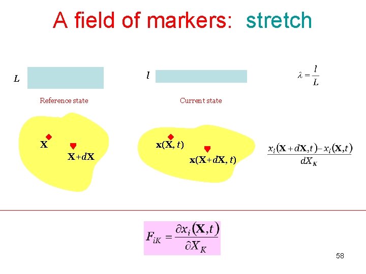 A field of markers: stretch l L Reference state X Current state x(X, t)
