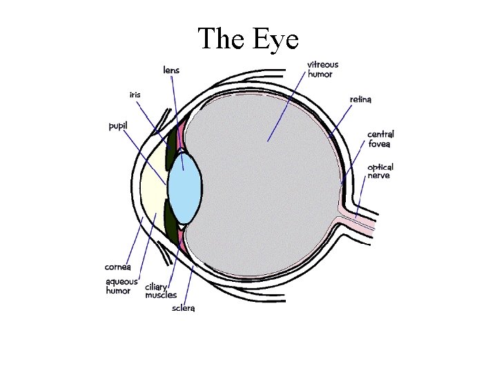 The Eye 