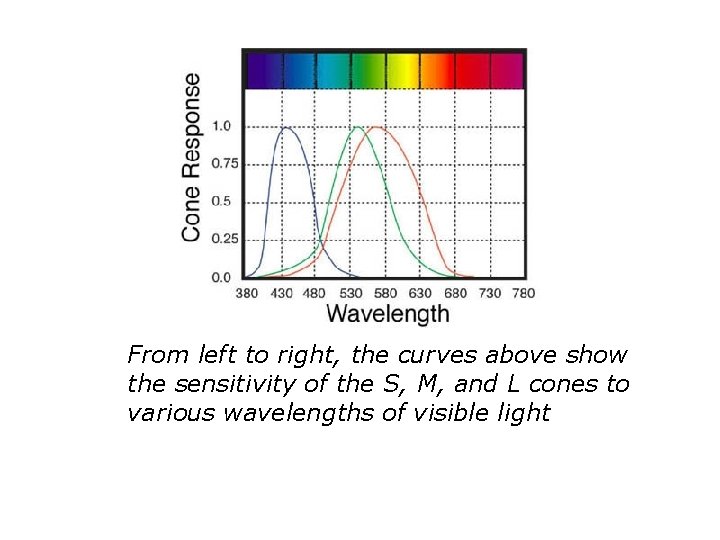 From left to right, the curves above show the sensitivity of the S, M,