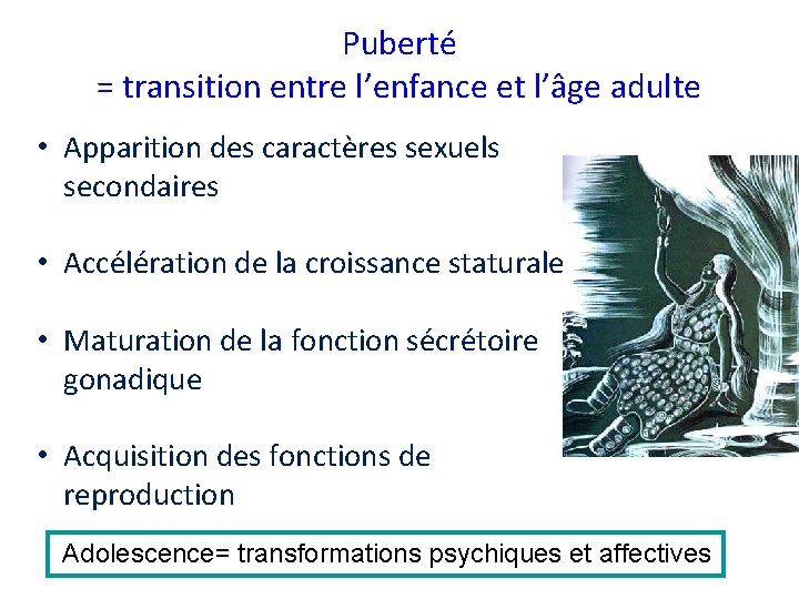 Puberté = transition entre l’enfance et l’âge adulte • Apparition des caractères sexuels secondaires