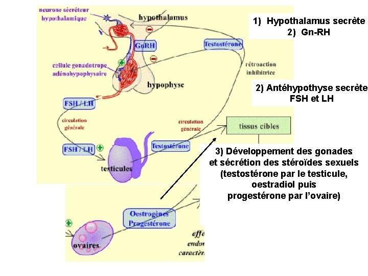 1) Hypothalamus secrète 2) Gn-RH 2) Antéhypothyse secrète FSH et LH 3) Développement des