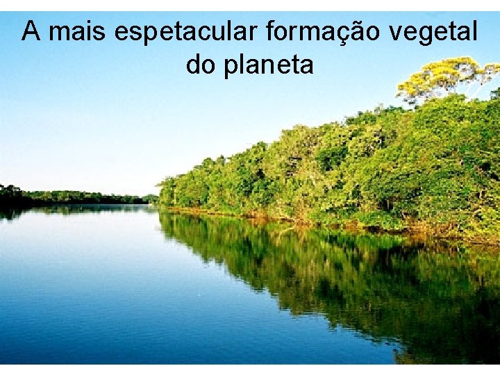 A mais espetacular formação vegetal do planeta 