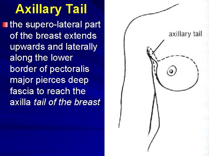 Axillary Tail the supero-lateral part of the breast extends upwards and laterally along the