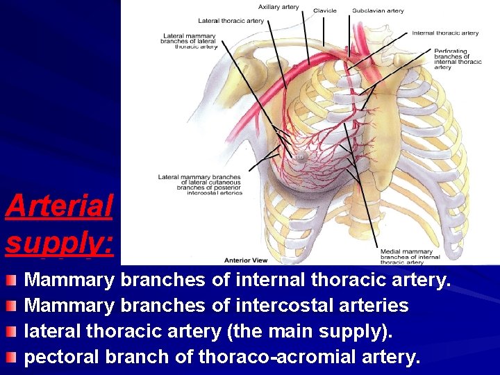 Arterial supply: Mammary branches of internal thoracic artery. Mammary branches of intercostal arteries lateral