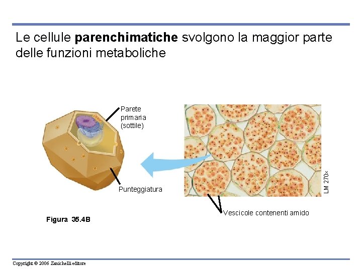 Le cellule parenchimatiche svolgono la maggior parte delle funzioni metaboliche LM 270 Parete primaria