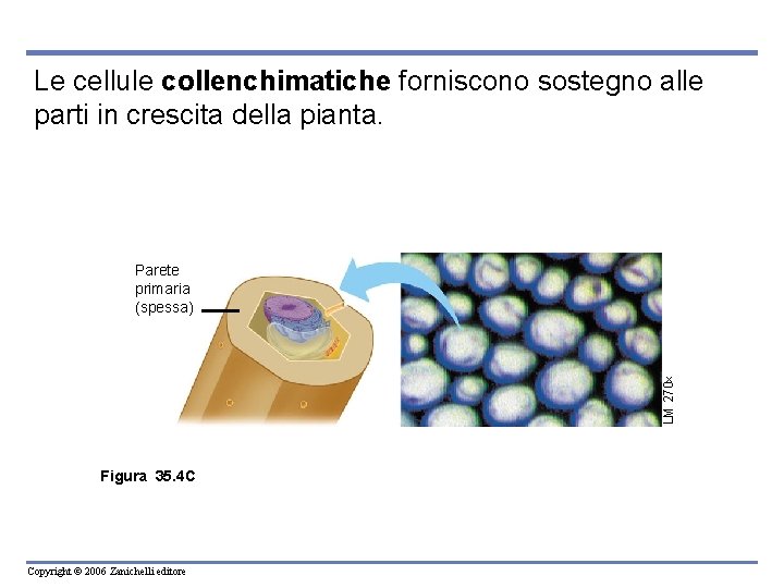 Le cellule collenchimatiche forniscono sostegno alle parti in crescita della pianta. LM 270 Parete