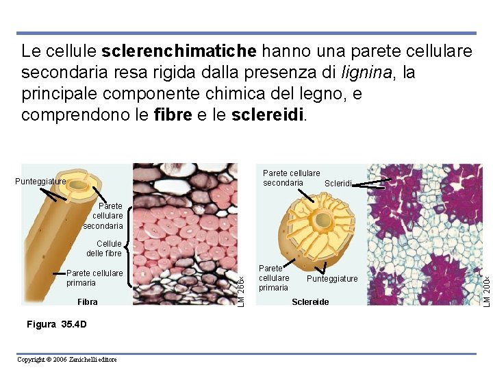 Le cellule sclerenchimatiche hanno una parete cellulare secondaria resa rigida dalla presenza di lignina,