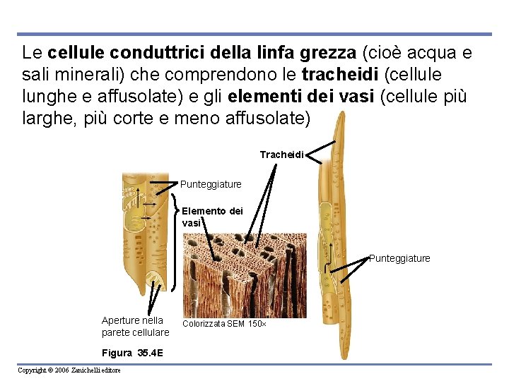 Le cellule conduttrici della linfa grezza (cioè acqua e sali minerali) che comprendono le