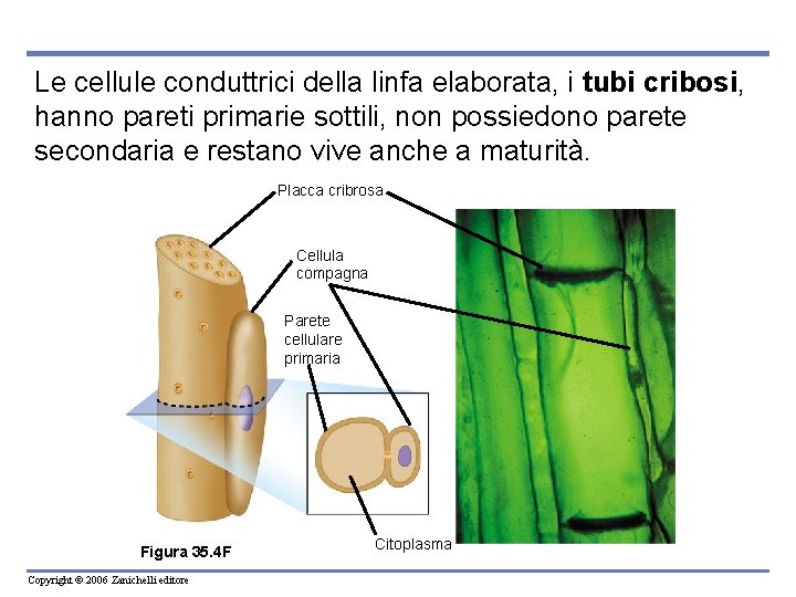 Le cellule conduttrici della linfa elaborata, i tubi cribosi, hanno pareti primarie sottili, non