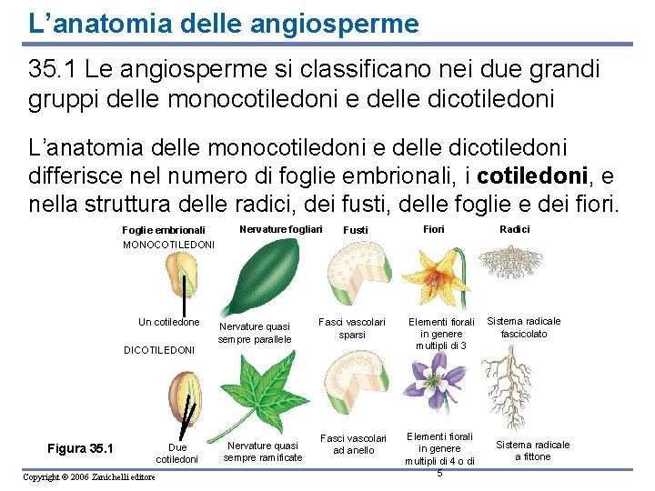 L’anatomia delle angiosperme 35. 1 Le angiosperme si classificano nei due grandi gruppi delle