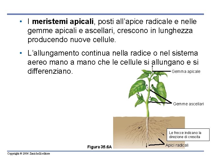  • I meristemi apicali, posti all’apice radicale e nelle gemme apicali e ascellari,