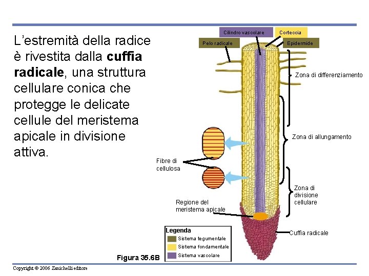 L’estremità della radice è rivestita dalla cuffia radicale, una struttura cellulare conica che protegge