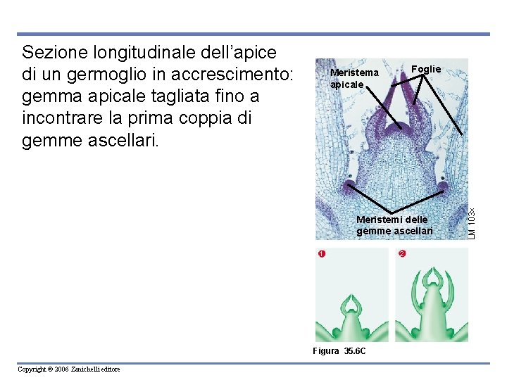 Foglie Meristema apicale Meristemi delle gemme ascellari 1 Figura 35. 6 C Copyright ©