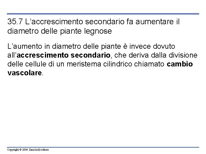 35. 7 L’accrescimento secondario fa aumentare il diametro delle piante legnose L’aumento in diametro