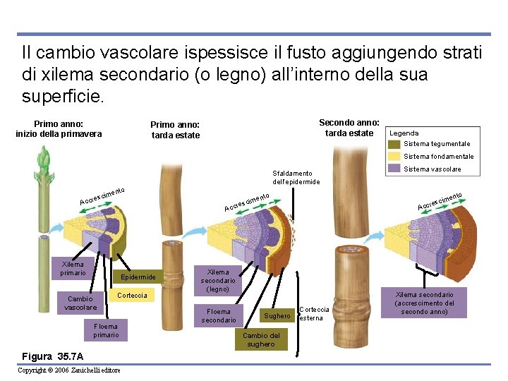 Il cambio vascolare ispessisce il fusto aggiungendo strati di xilema secondario (o legno) all’interno