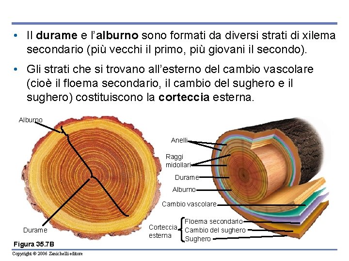  • Il durame e l’alburno sono formati da diversi strati di xilema secondario