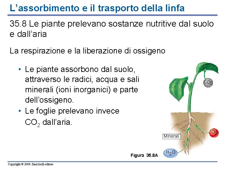 L’assorbimento e il trasporto della linfa 35. 8 Le piante prelevano sostanze nutritive dal