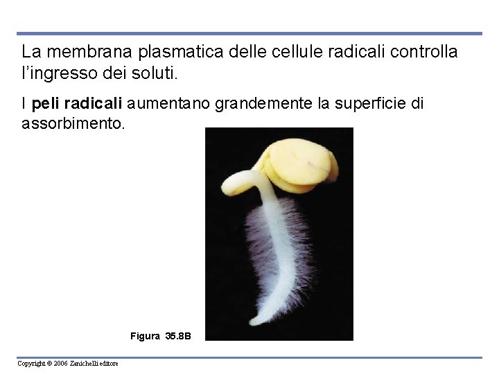 La membrana plasmatica delle cellule radicali controlla l’ingresso dei soluti. I peli radicali aumentano