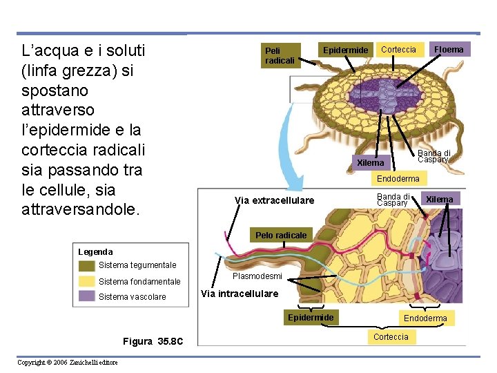 L’acqua e i soluti (linfa grezza) si spostano attraverso l’epidermide e la corteccia radicali