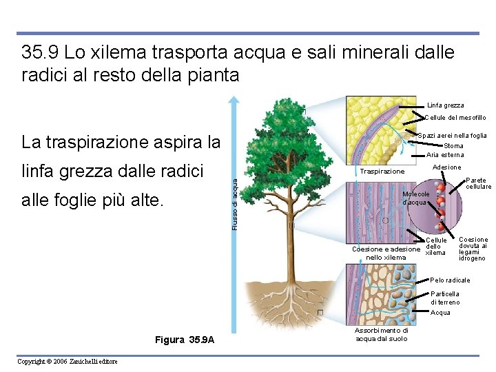 35. 9 Lo xilema trasporta acqua e sali minerali dalle radici al resto della