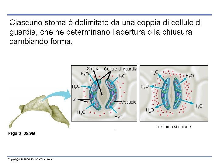Ciascuno stoma è delimitato da una coppia di cellule di guardia, che ne determinano