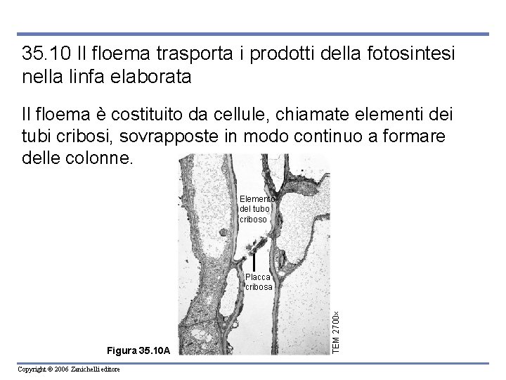35. 10 Il floema trasporta i prodotti della fotosintesi nella linfa elaborata Il floema