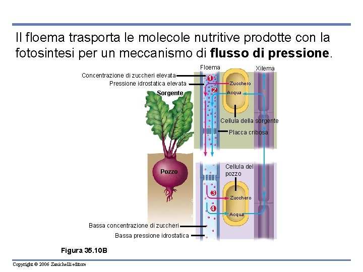 Il floema trasporta le molecole nutritive prodotte con la fotosintesi per un meccanismo di