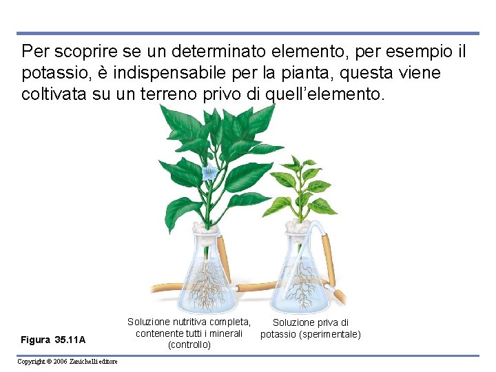 Per scoprire se un determinato elemento, per esempio il potassio, è indispensabile per la