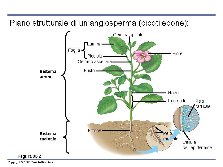 Piano strutturale di un’angiosperma (dicotiledone): Gemma apicale Lamina Foglia Picciolo Gemma ascellare Sistema aereo