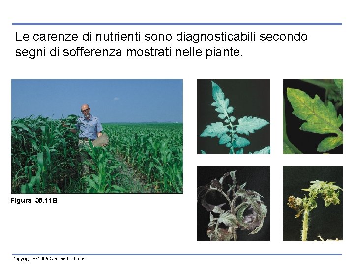 Le carenze di nutrienti sono diagnosticabili secondo segni di sofferenza mostrati nelle piante. Figura