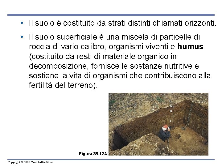 • Il suolo è costituito da strati distinti chiamati orizzonti. • Il suolo
