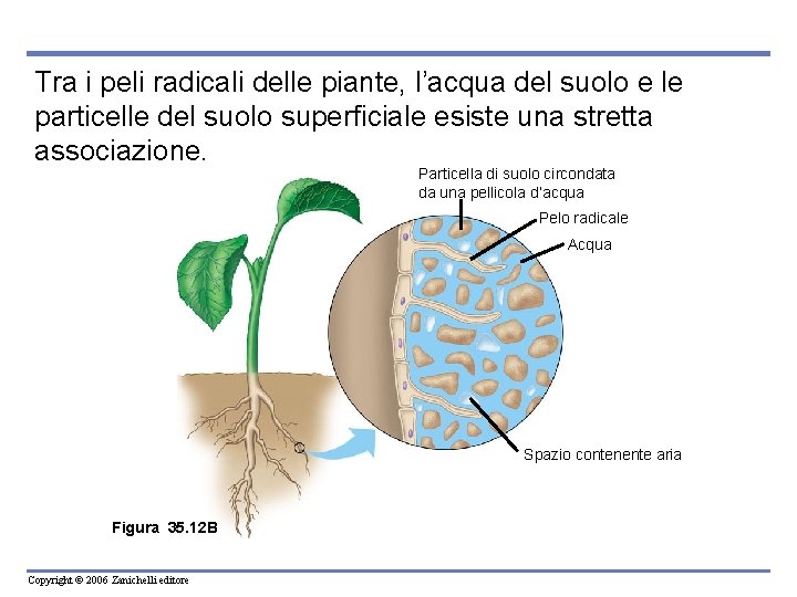 Tra i peli radicali delle piante, l’acqua del suolo e le particelle del suolo